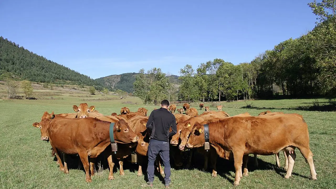 Ferme de la Cabaillère troupeau avec Pierre