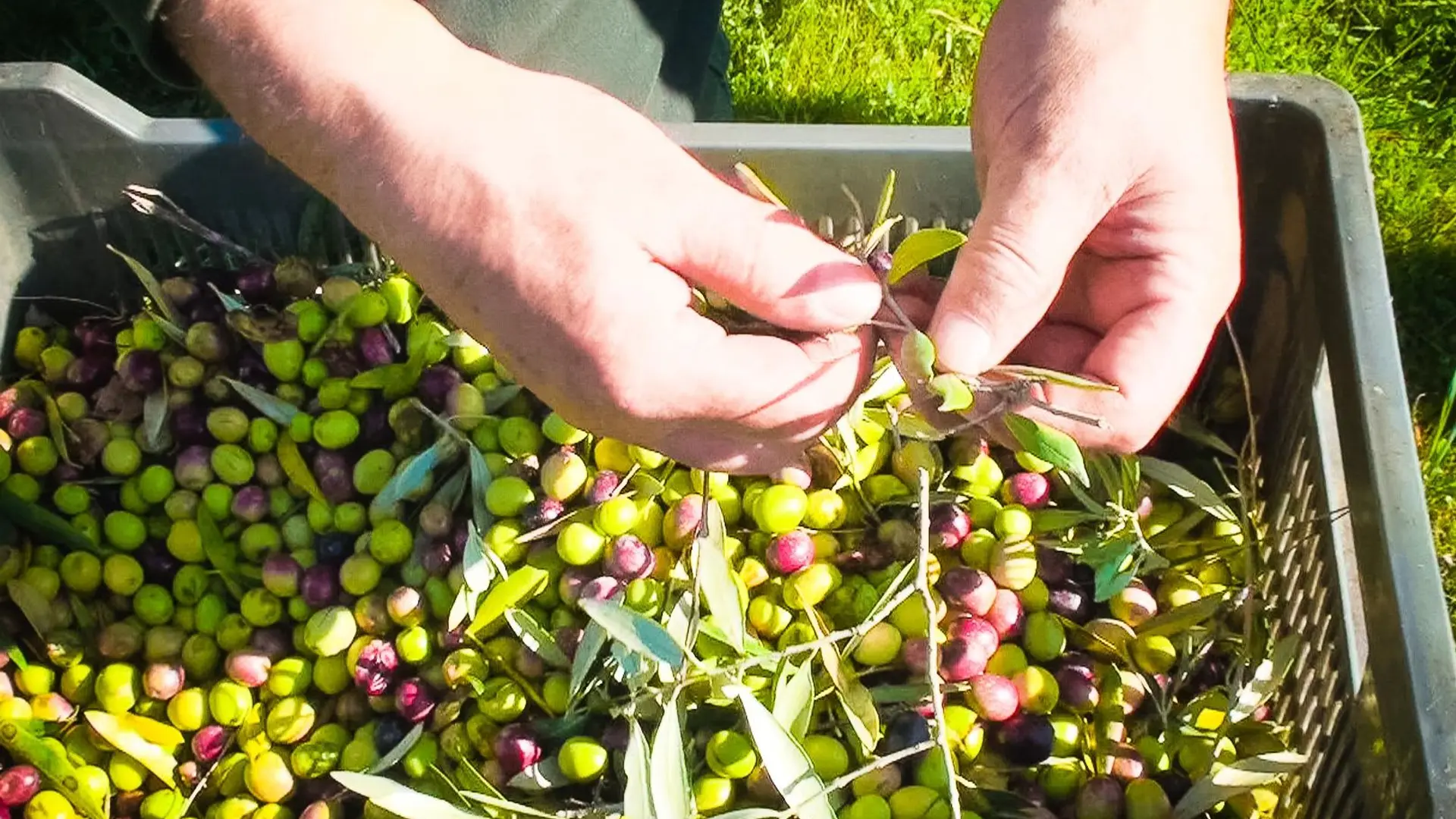 Cueillette d'olives ou olivade