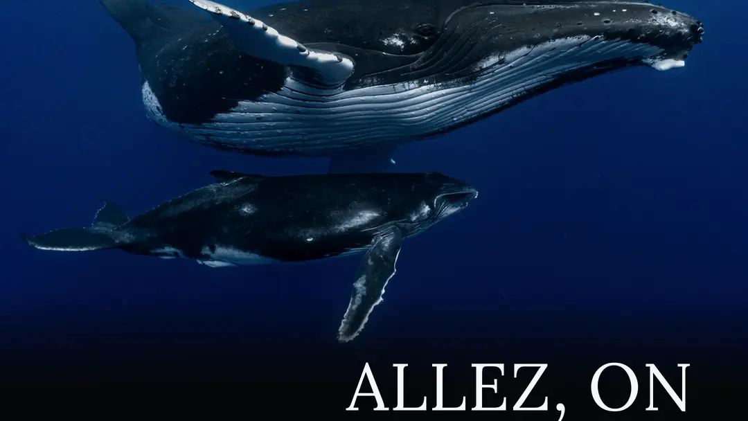 Mana Whale - Sorties baleines_Punaauia