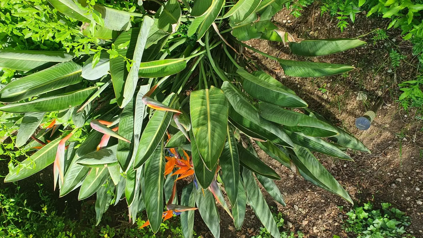 fleurs du jardin