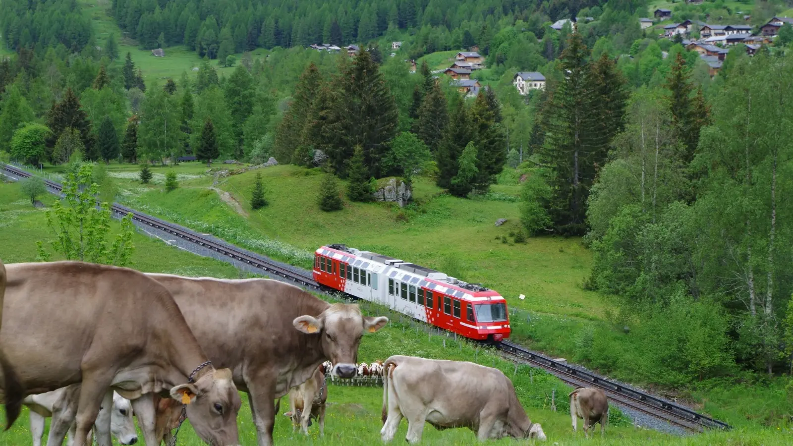 Réservation balade pédagogique au milieu des vaches_Vallorcine