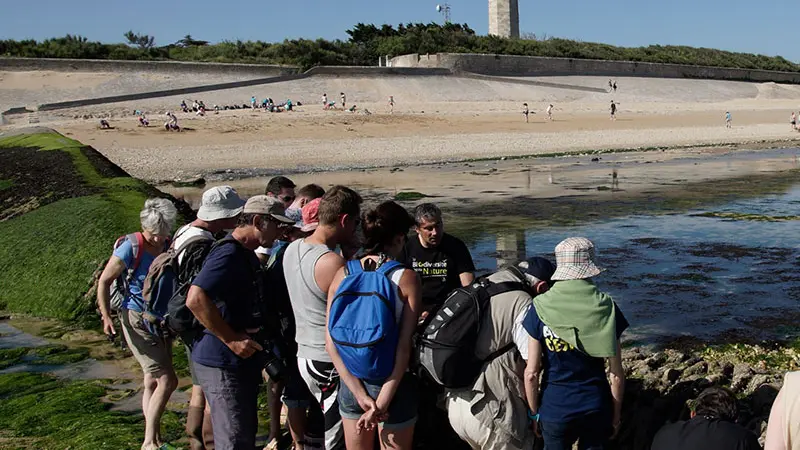 Safari à marée basse près du phare