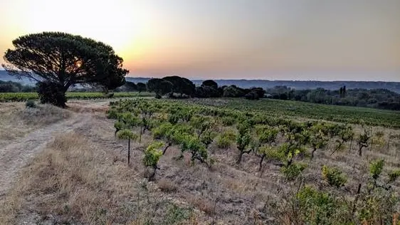 Château Boucarut