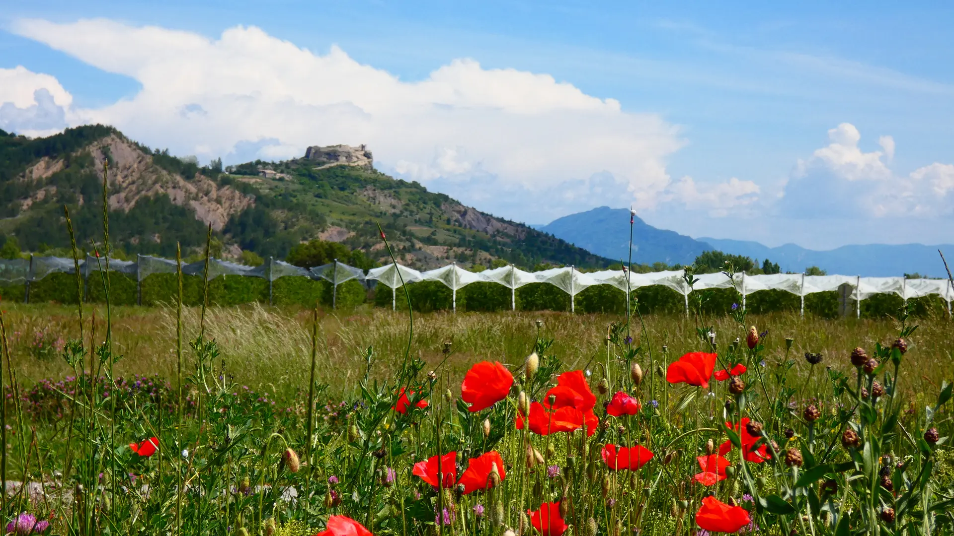 Coquelicots et château de Mison