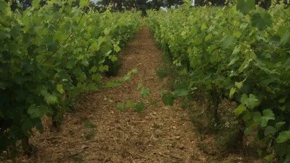 Vignes au printemps