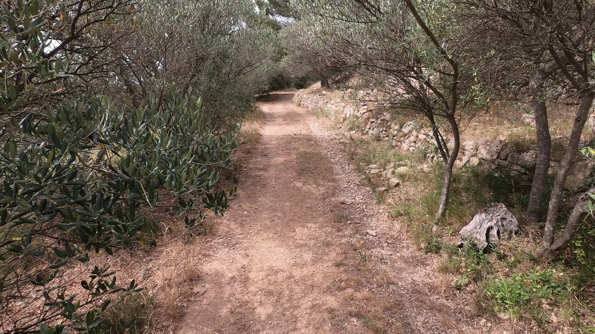 Sentier bordé d'un mur en restanque et d'oliviers