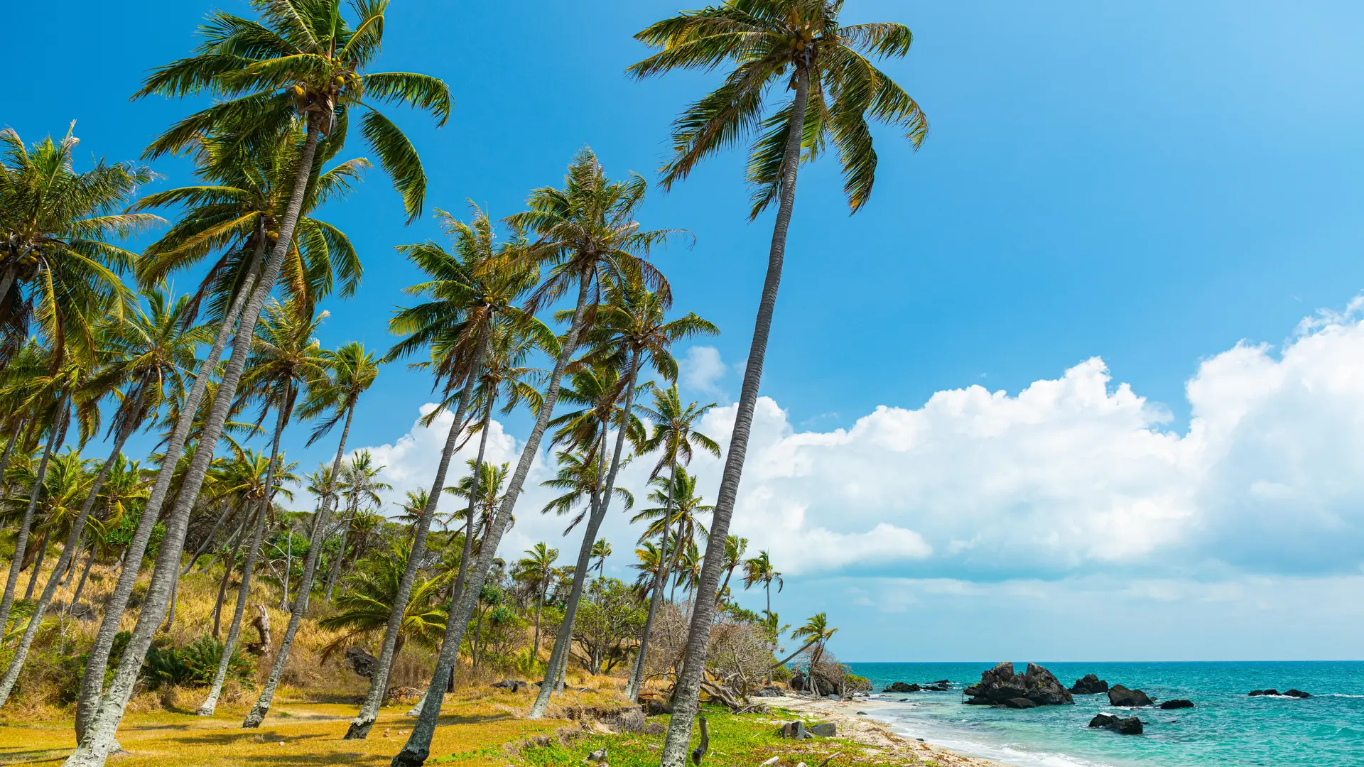 plage, cocotier, Amos, Ouégoa, Grand Nord, plage, mer