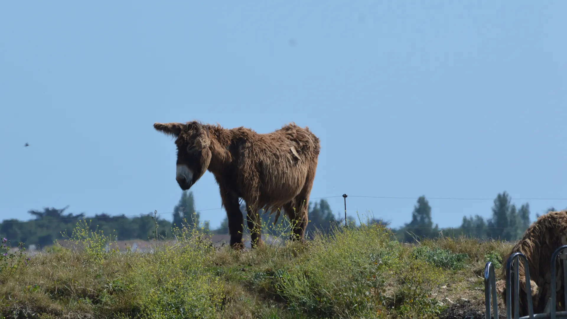 Baudet du Poitou à Saint-Martin-de-Ré