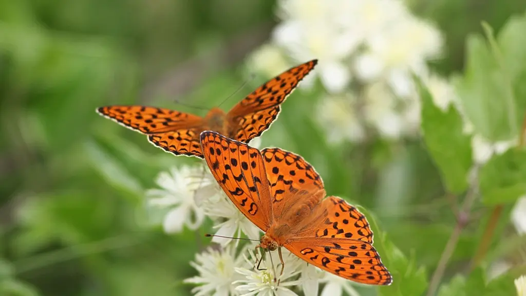 Papillons