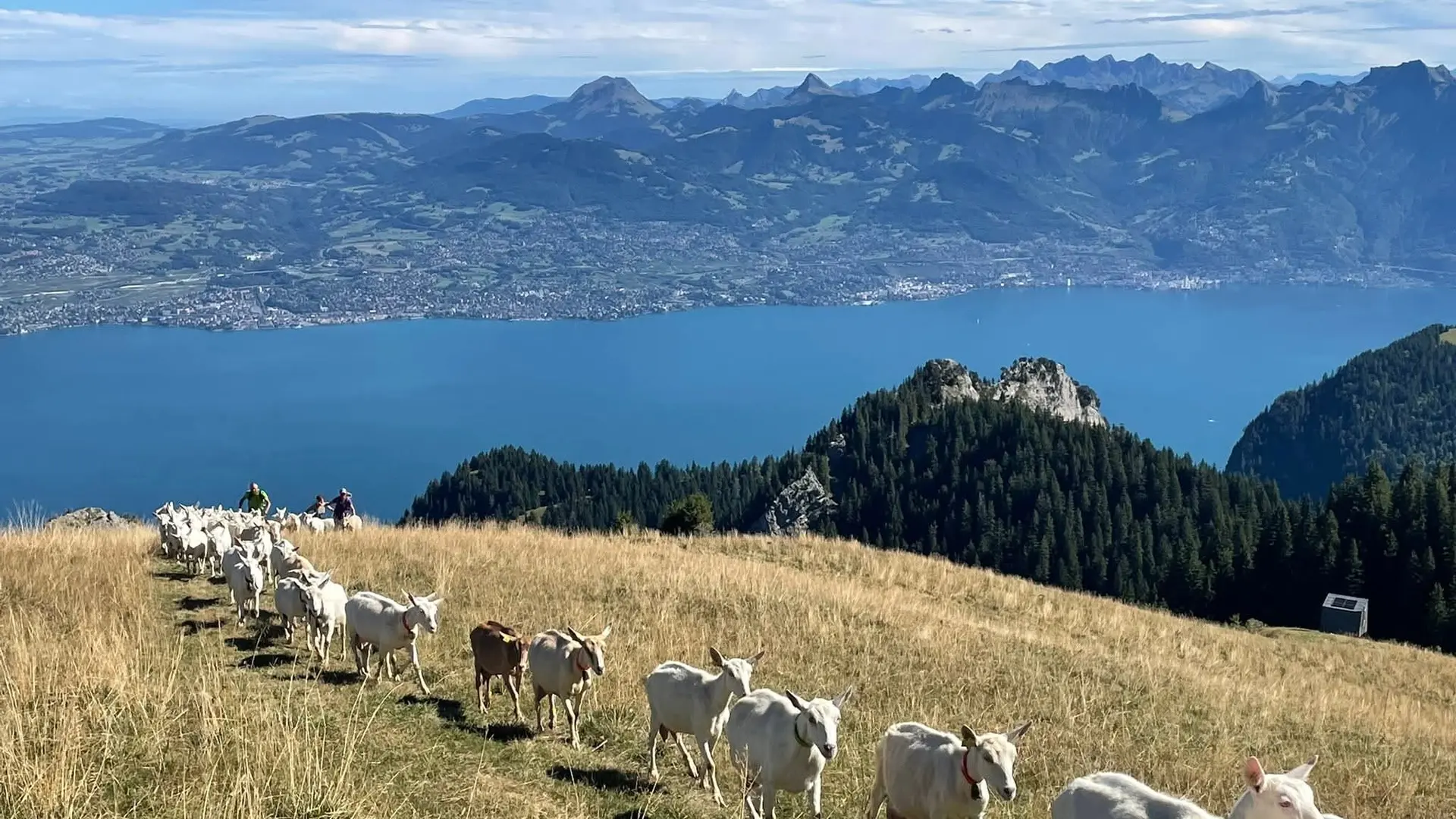 Troupeau de brebis à l'alpage
