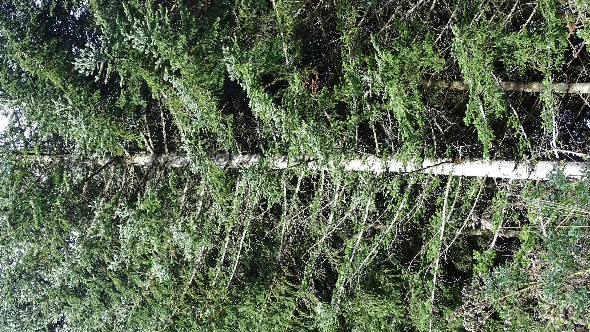 Sapin blanc (pectiné)