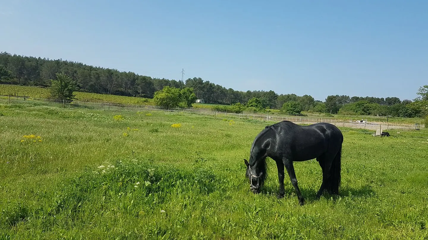 Cheval dans le pré