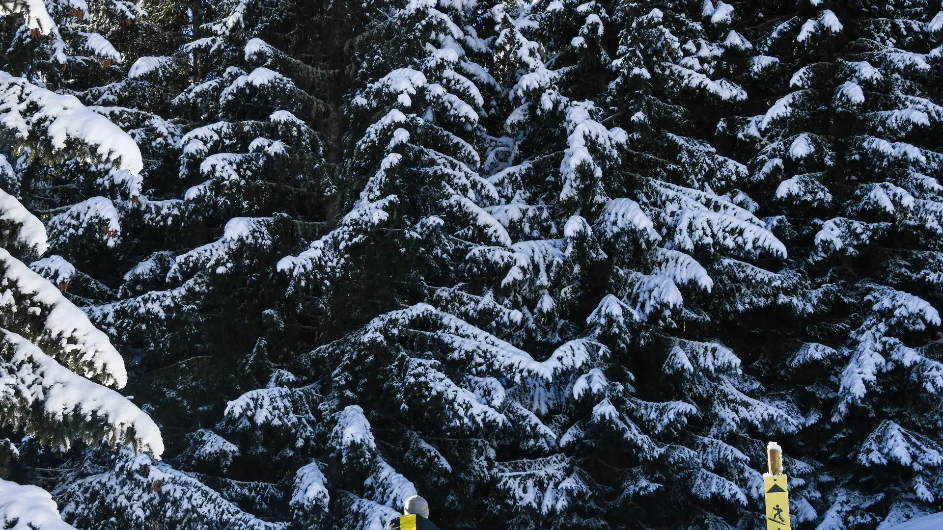 Ski de randonnée dans la forêt à Cordon