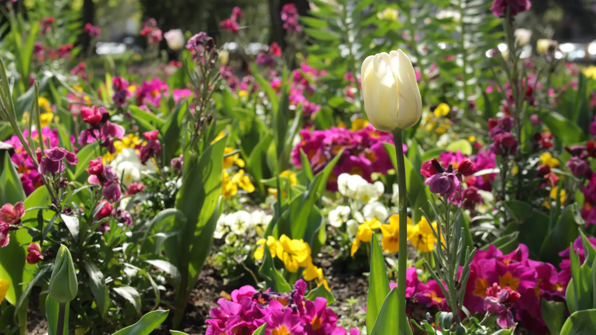 Parcs & Jardins - Square Virlogeux - Riom