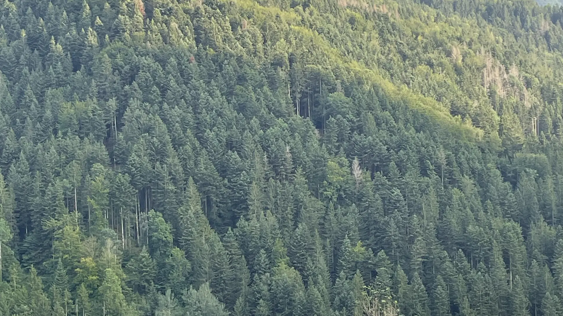 Vue sur la forêt de Chartreuse