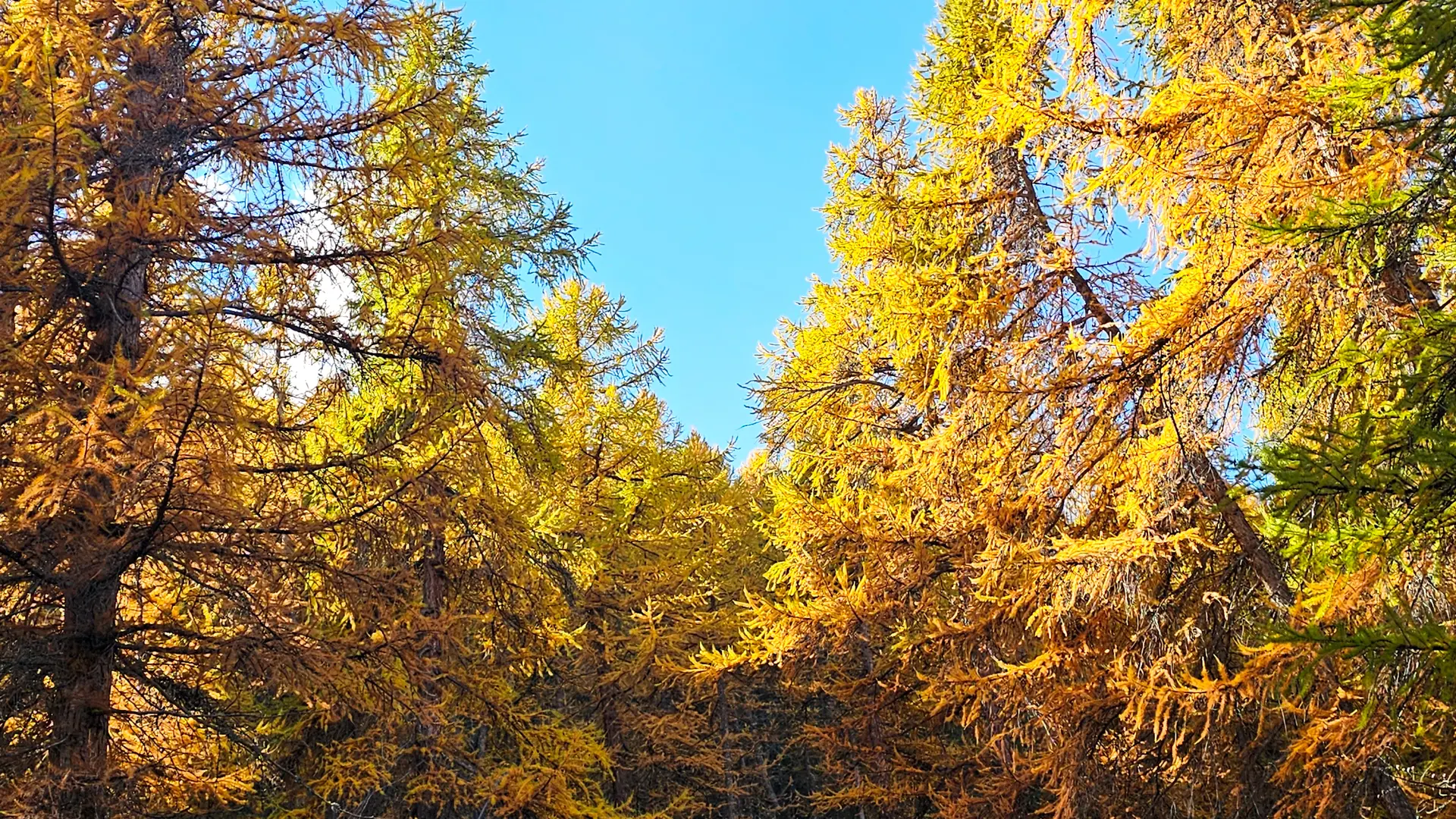 Le Mélézin_Villar-Saint-Pancrace