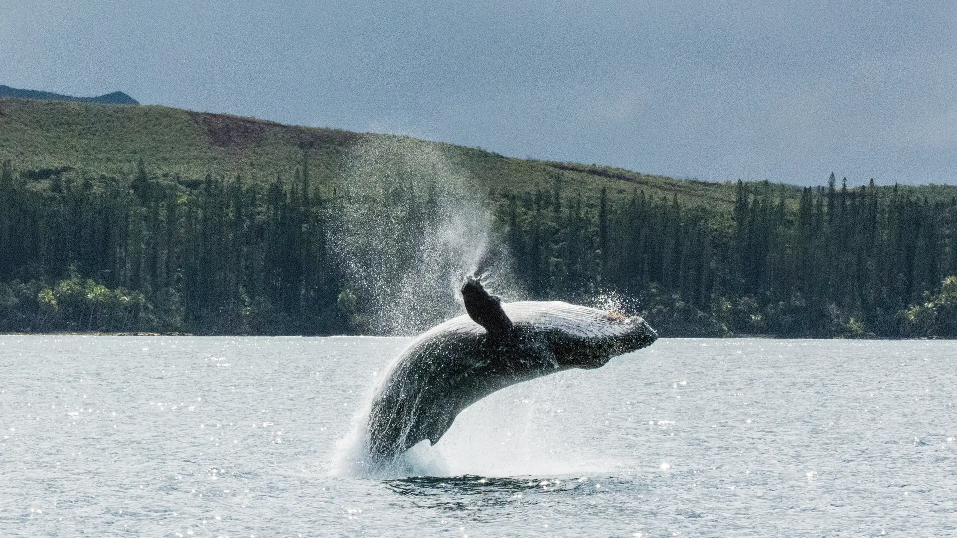 Aventure Marine