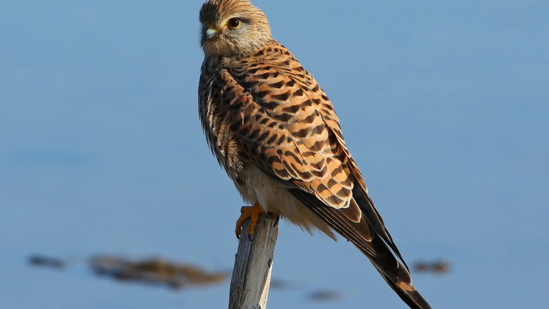 Faucon crecerelle femelle