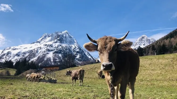 Réservation balade pédagogique au milieu des vaches_Vallorcine