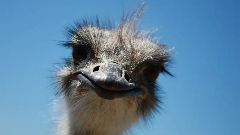 La Ferme du Col JARJAYES