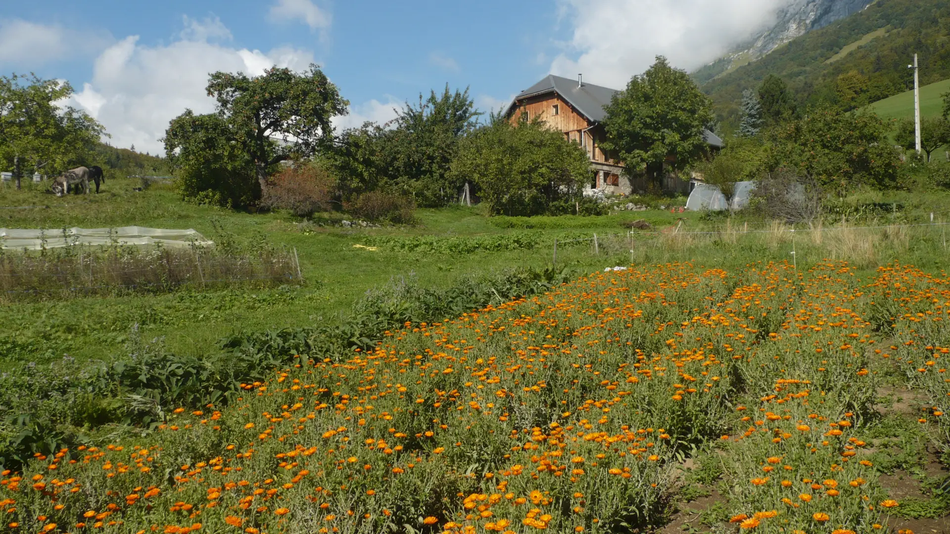 Plantations