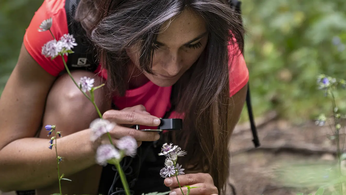 observation des plantes comestibles à la loupe