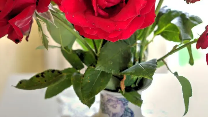 Bouquet de roses Mme Delbard, du jardin.