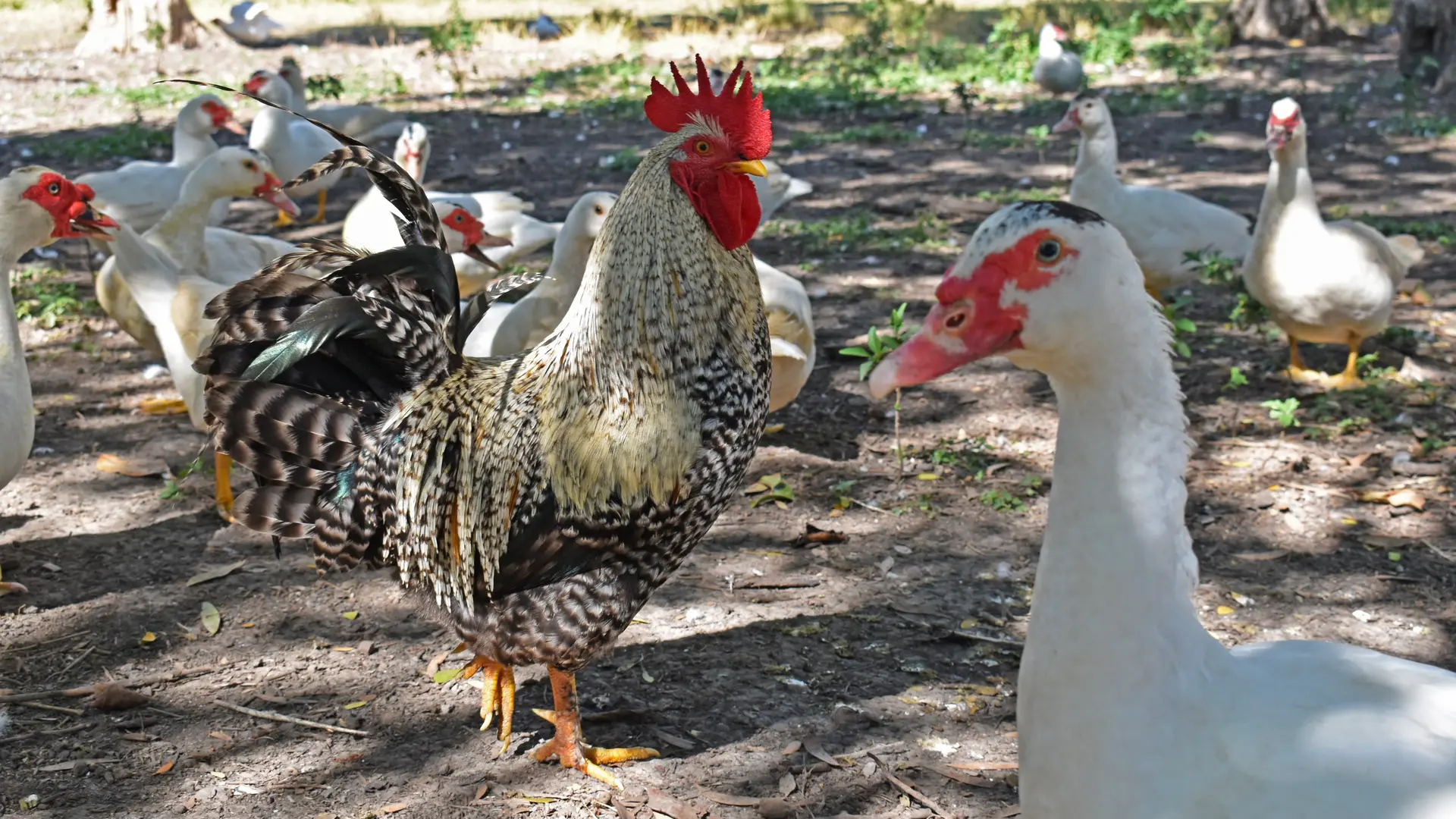 Les poules et les canards