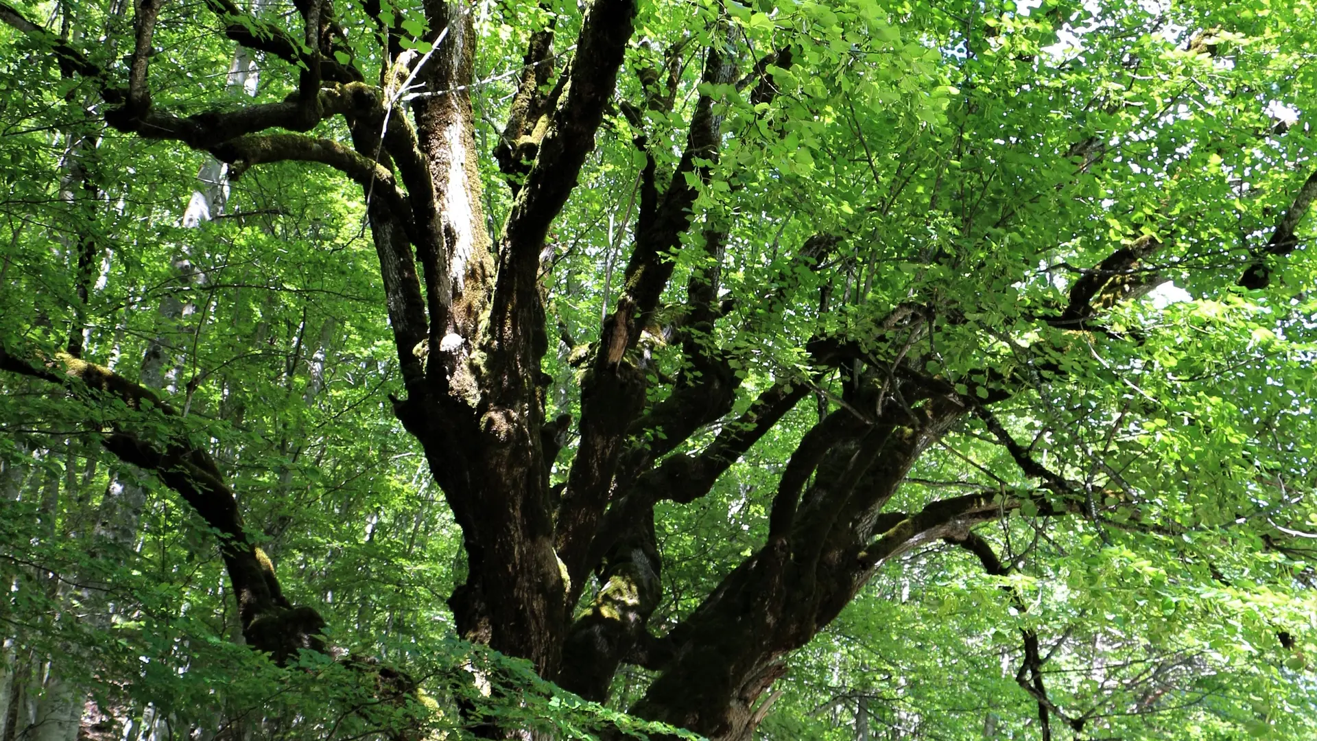 La balade des chartreux