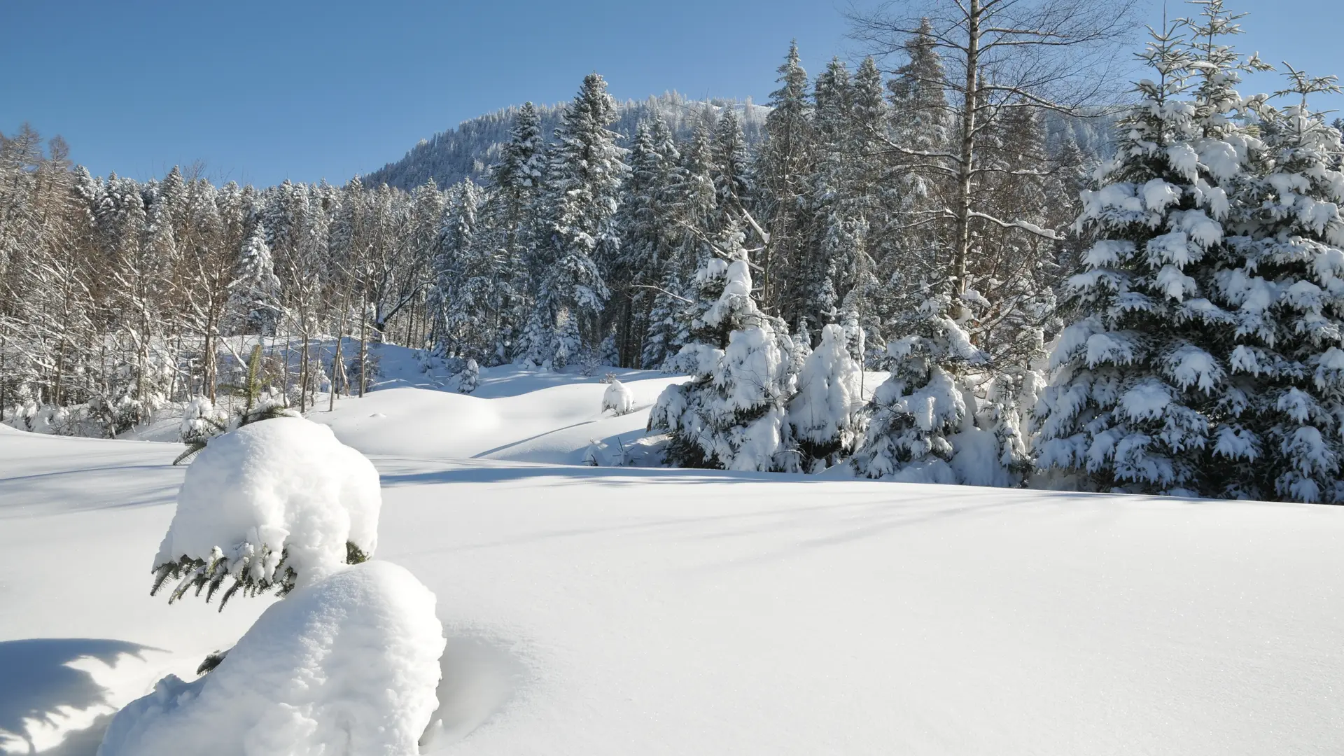 Sapins enneigés