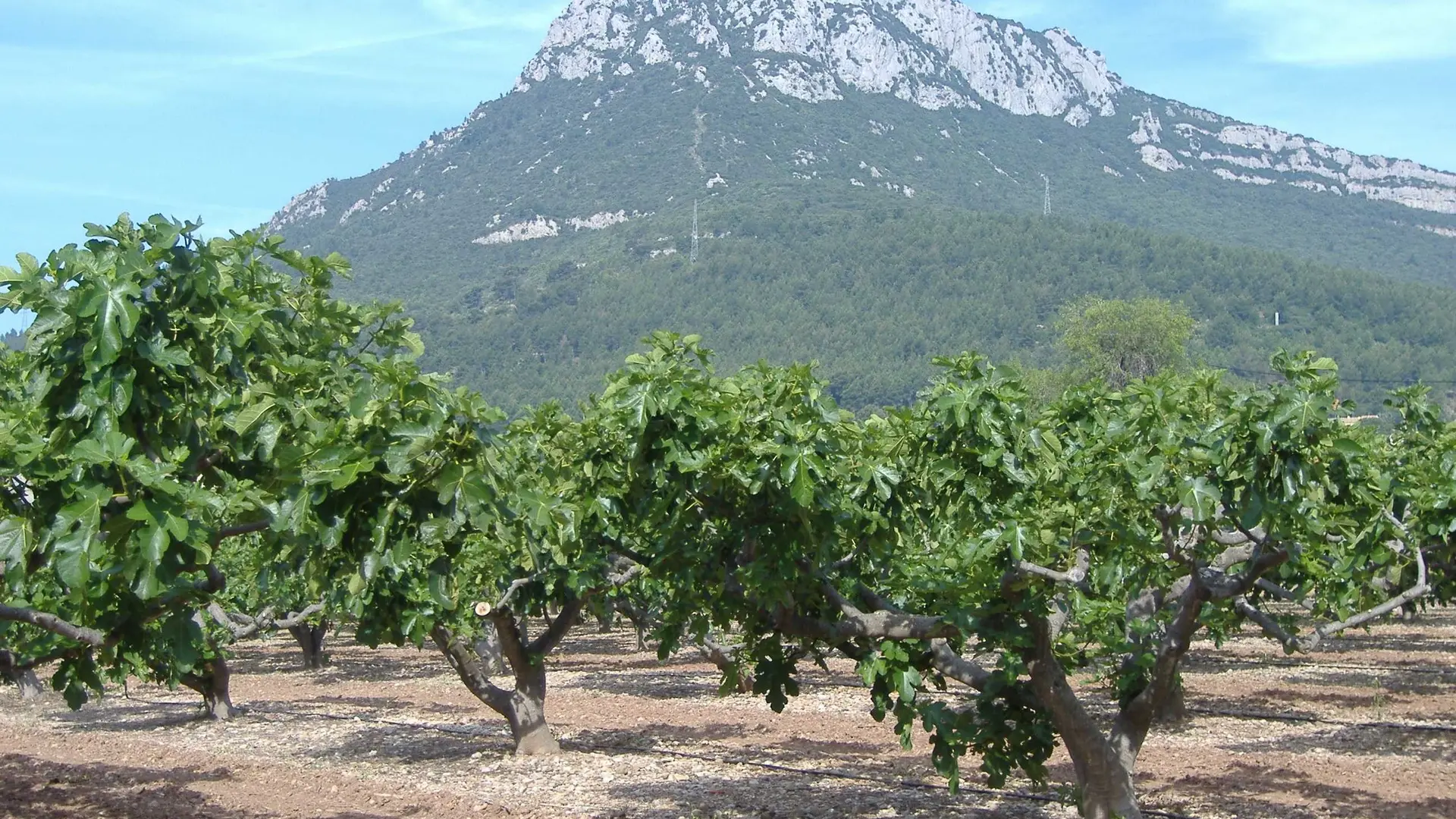 Fruits et légumes de saison