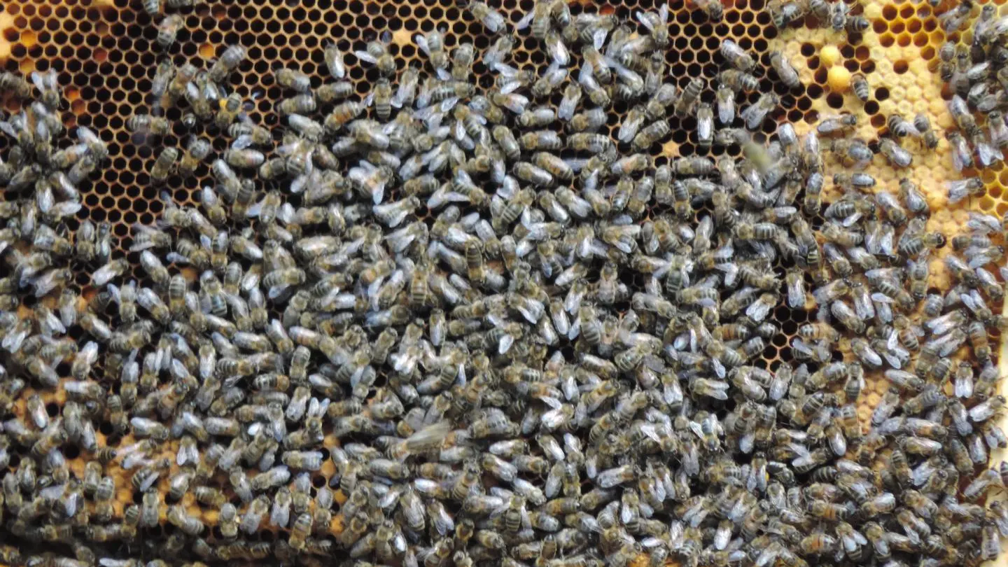 Cadre de ruche avec abeilles en activité
