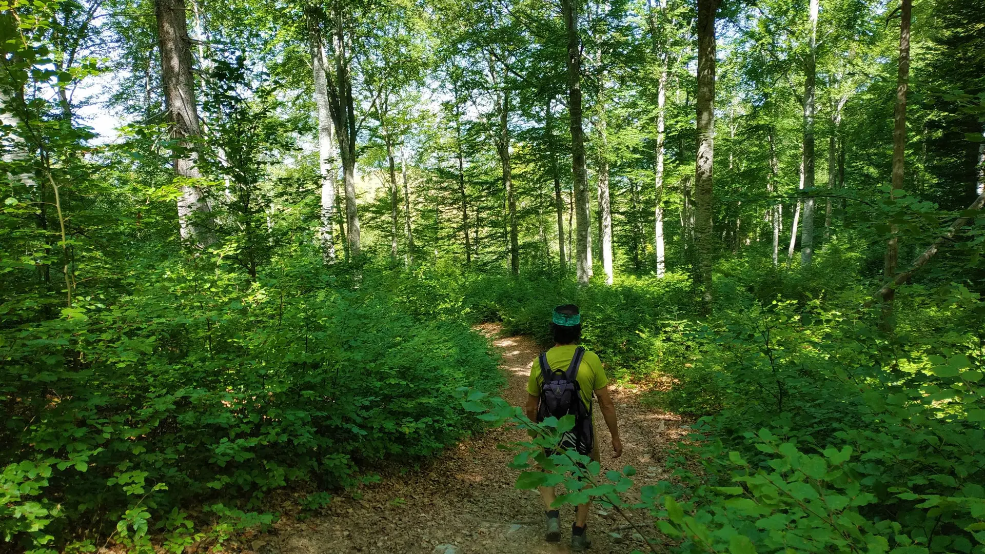 Passage en sous-bois