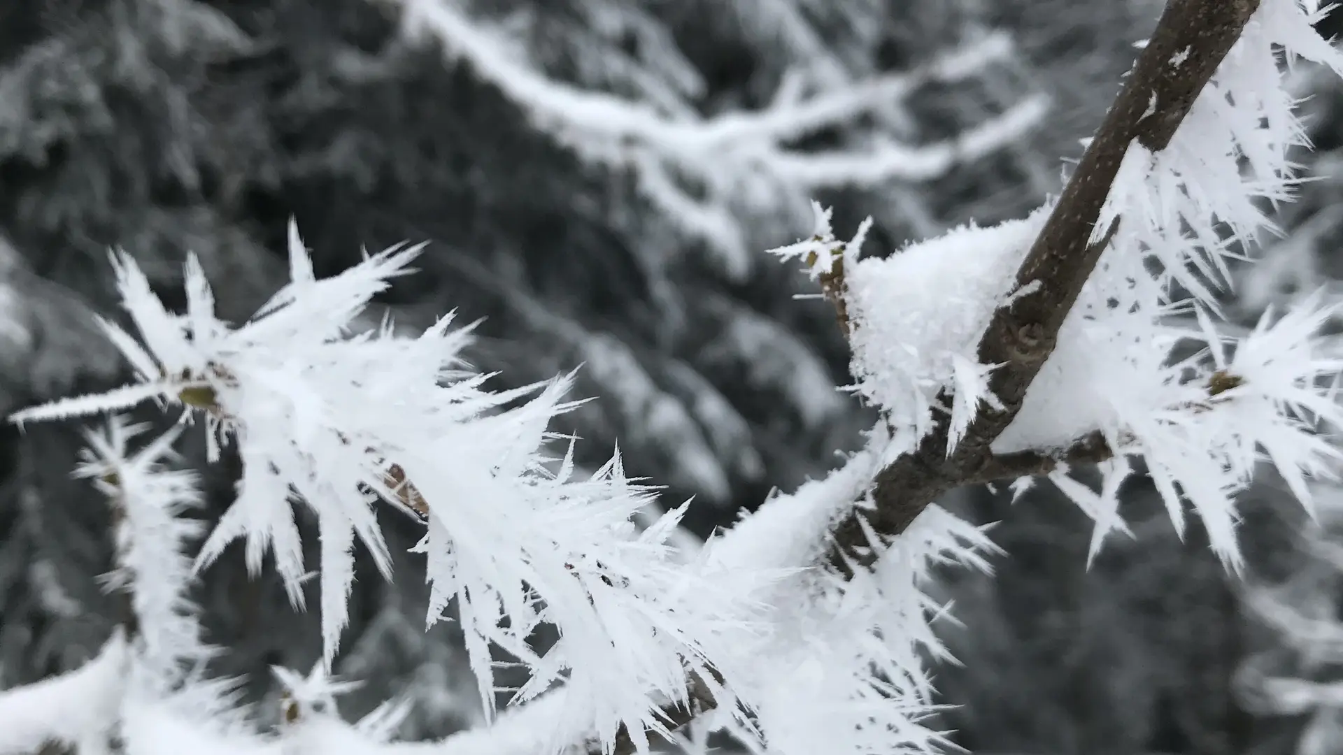Balade en raquettes à l'affût des grands animaux