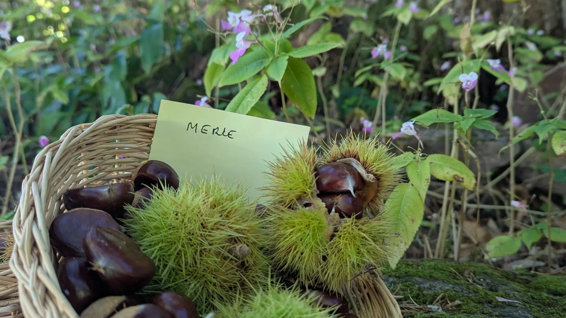 Châtaigne d'Ardèche AOP