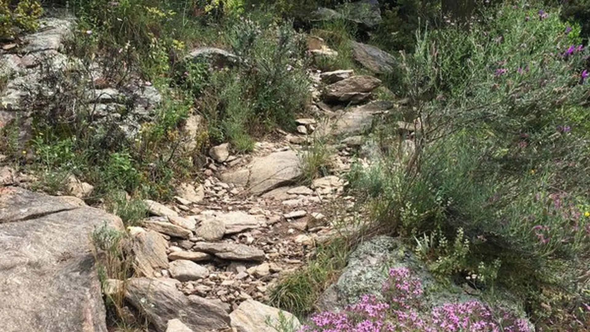 Sentier rocailleux bordé de fleurs
