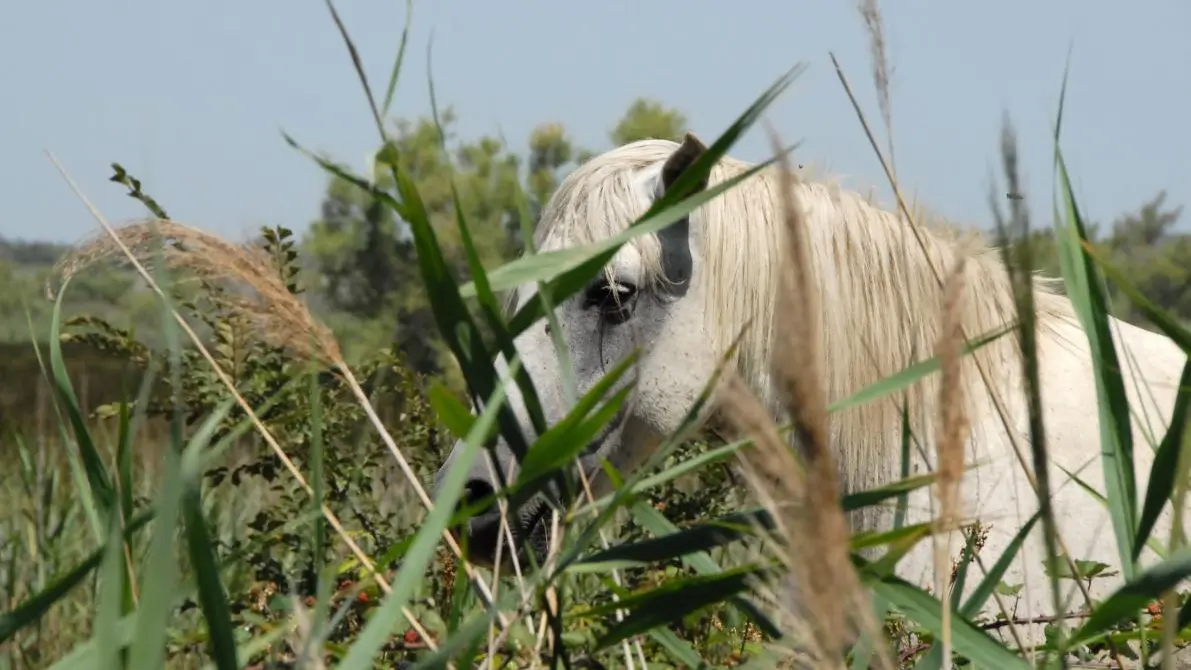 CHEVAL CAMARGUE