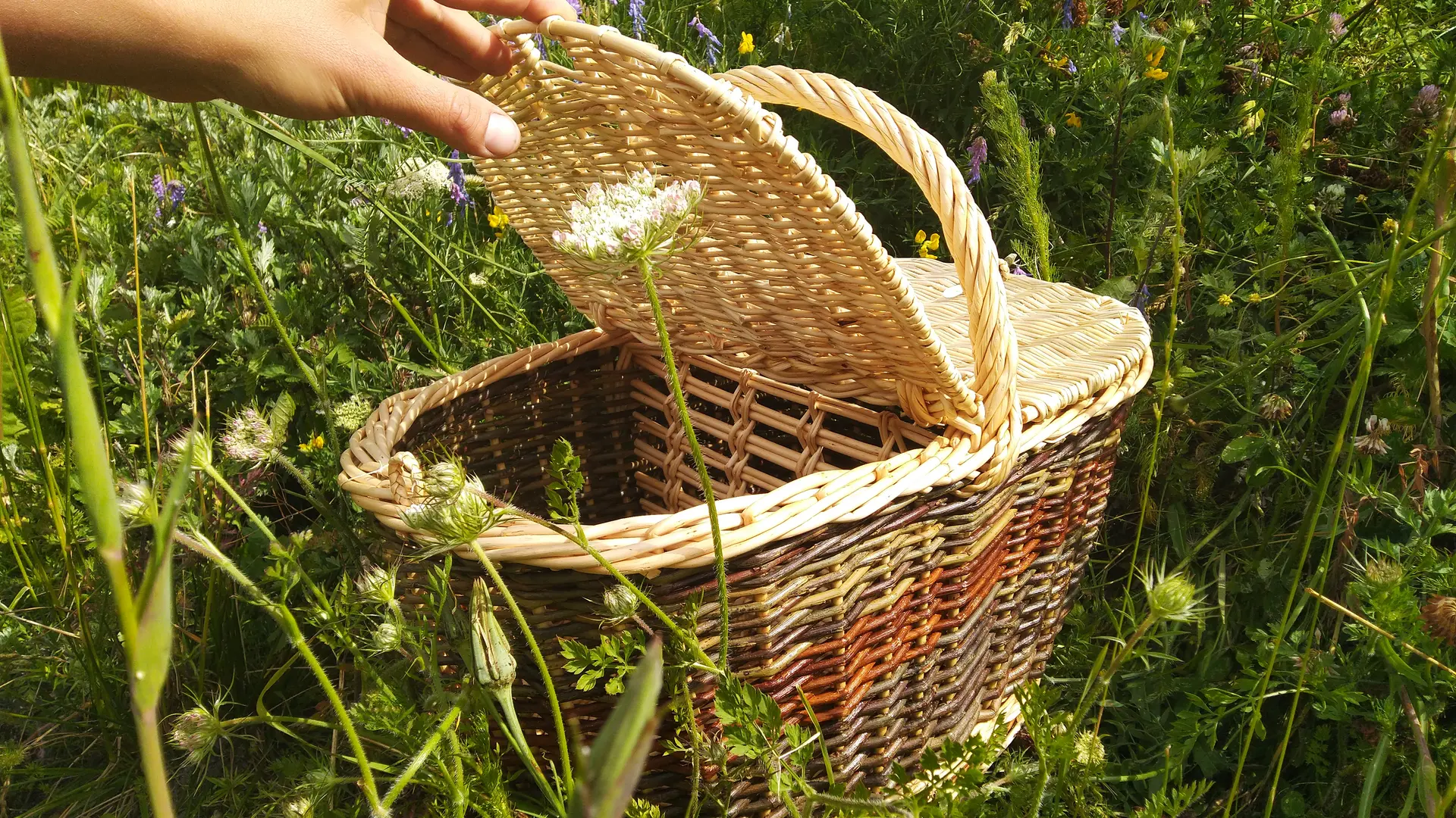 Panier à champignons, en osier brut et blanc