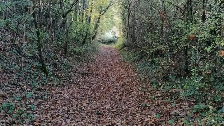 balade à travers bois