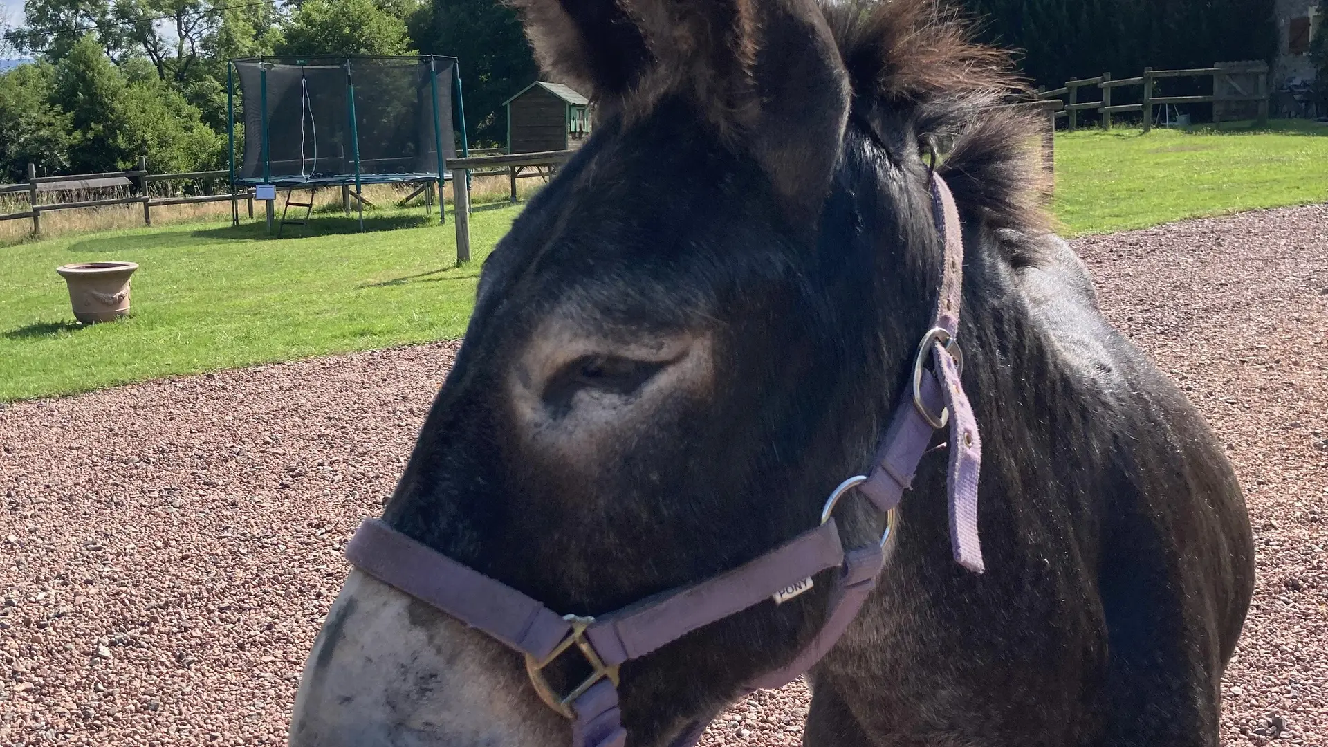 Tino