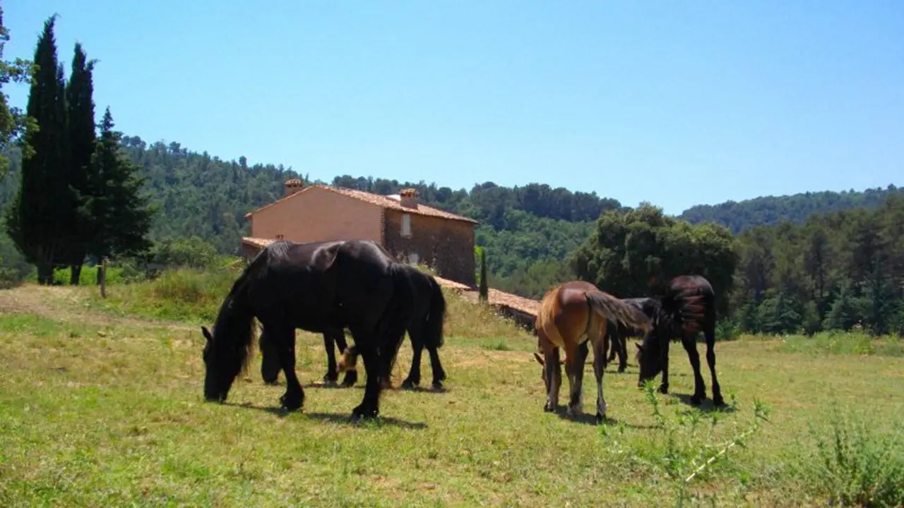 Des animaux paisibles