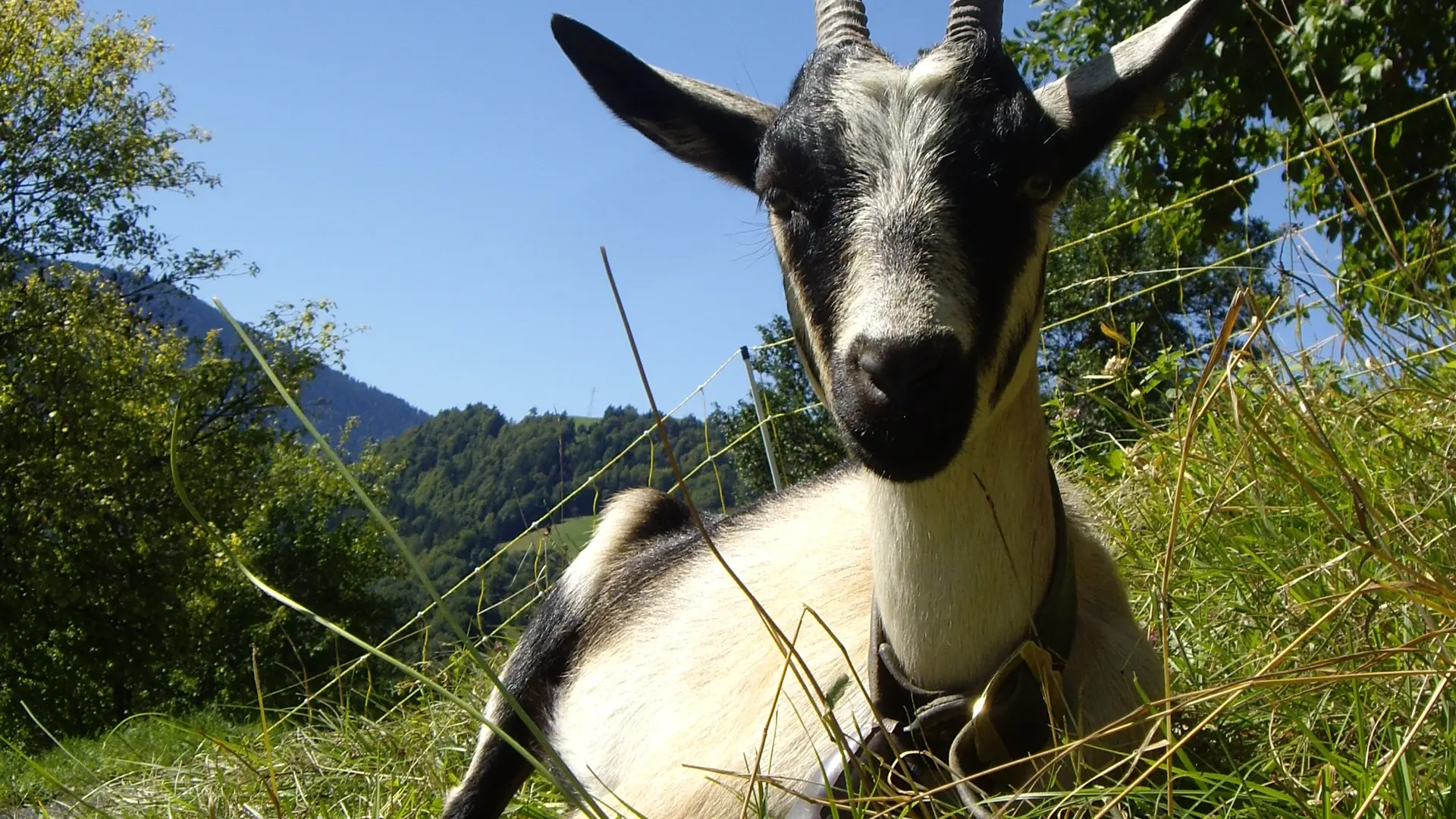 Chèvre