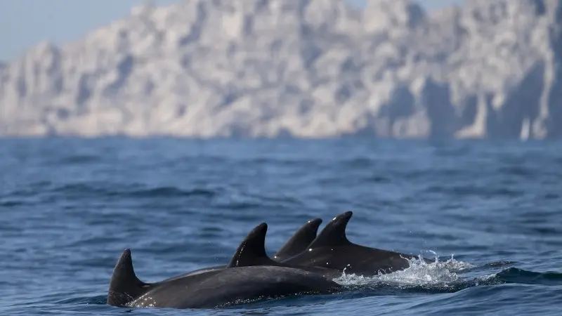 Sortie dauphins et coucher de soleil