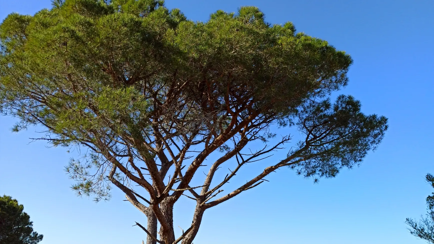 Pin parasol sur le golfe de Saint-Tropez https://gassin.eu