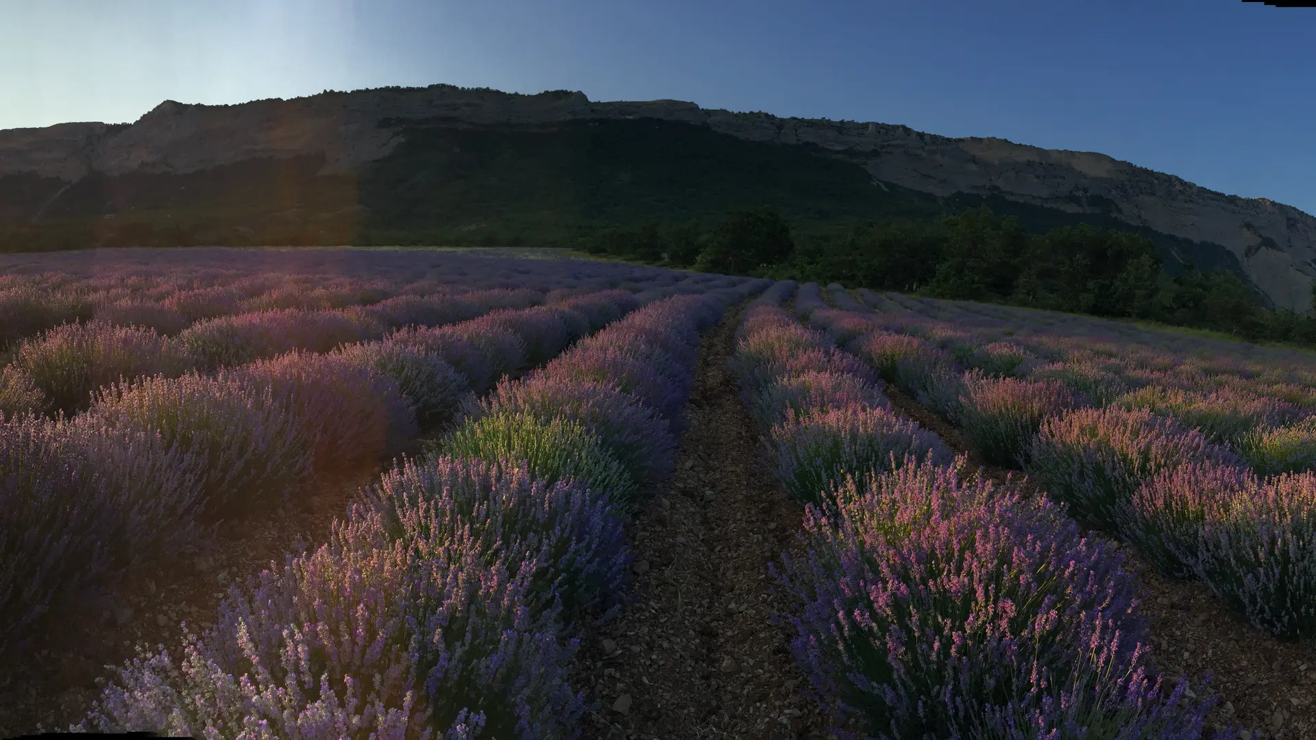 Nos champs de lavande fine bio