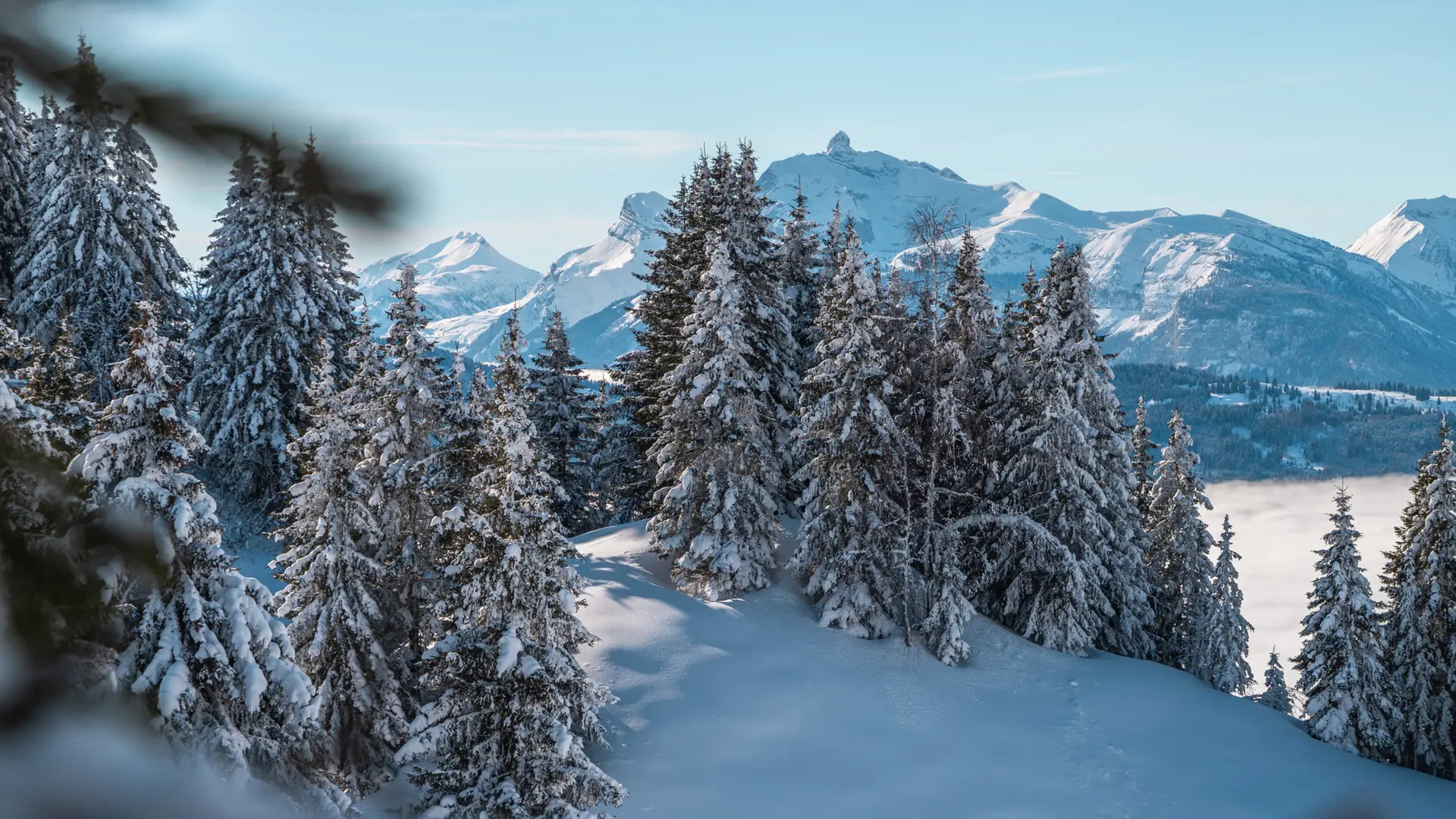 forêt de sapin