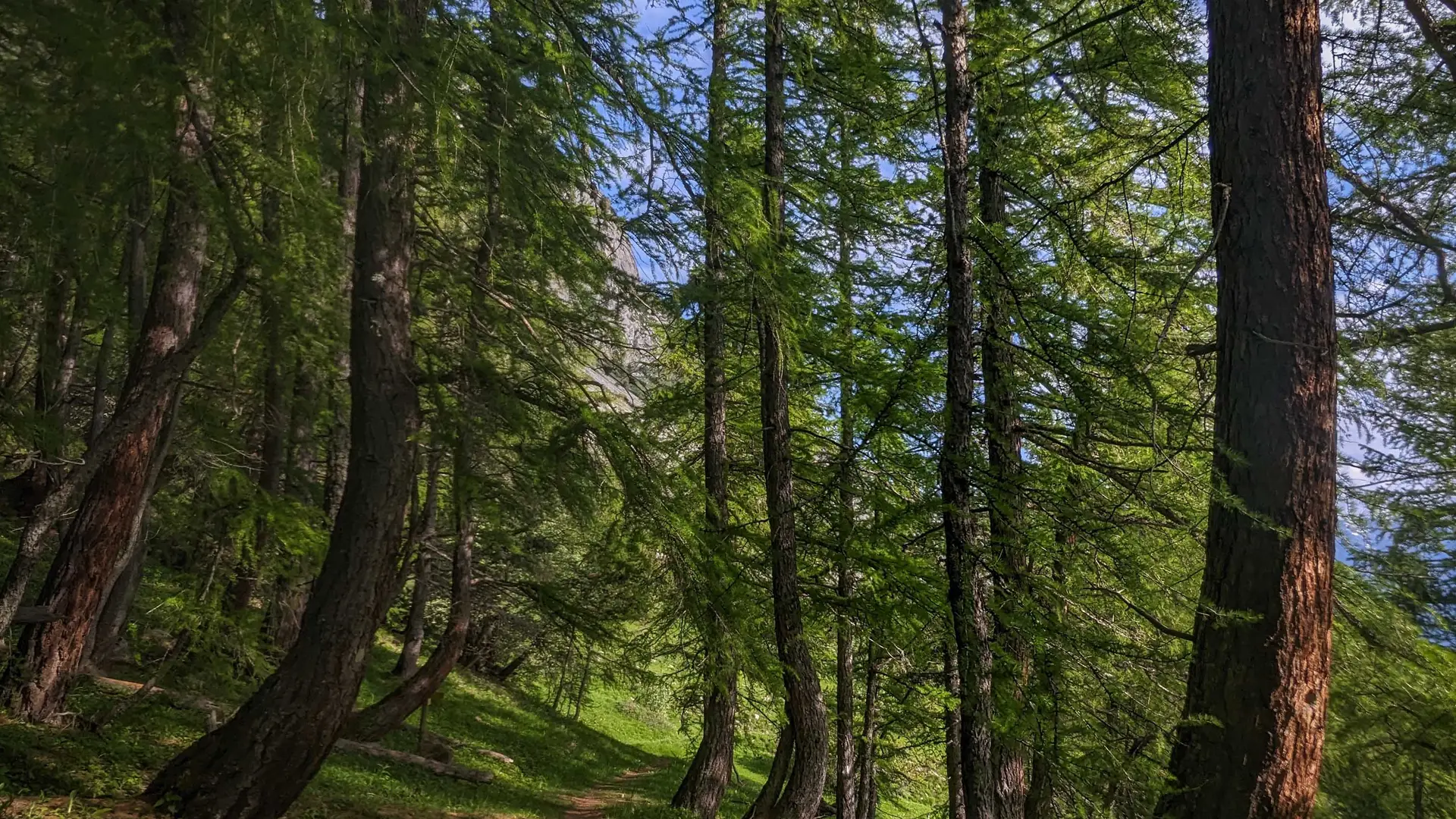 Descente dans la station Laye en forêt