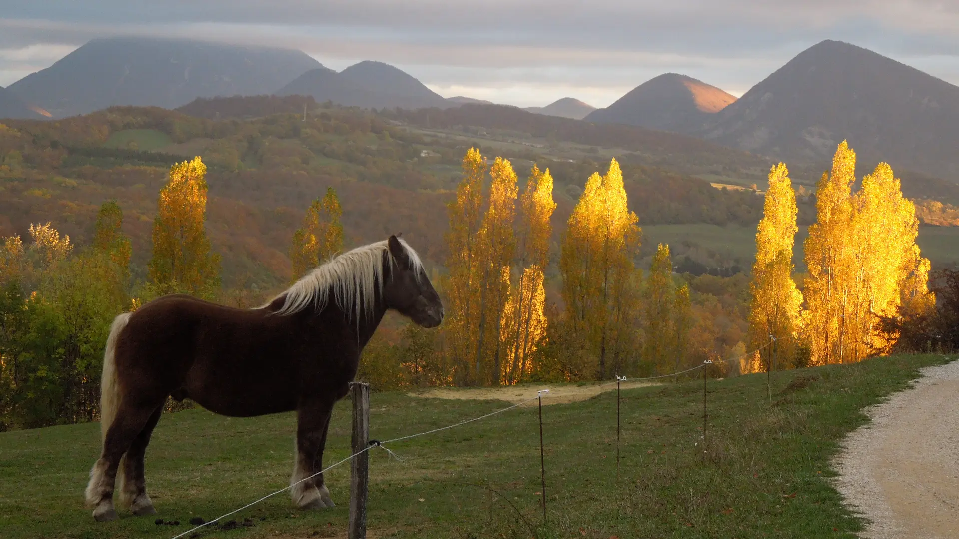 Cheval paysage d'automne lumière