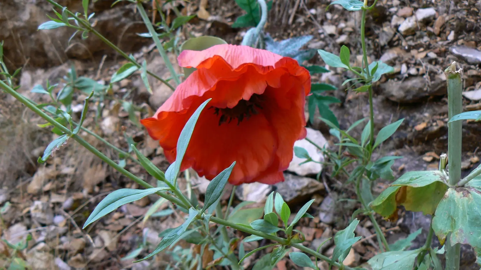 coquelicot