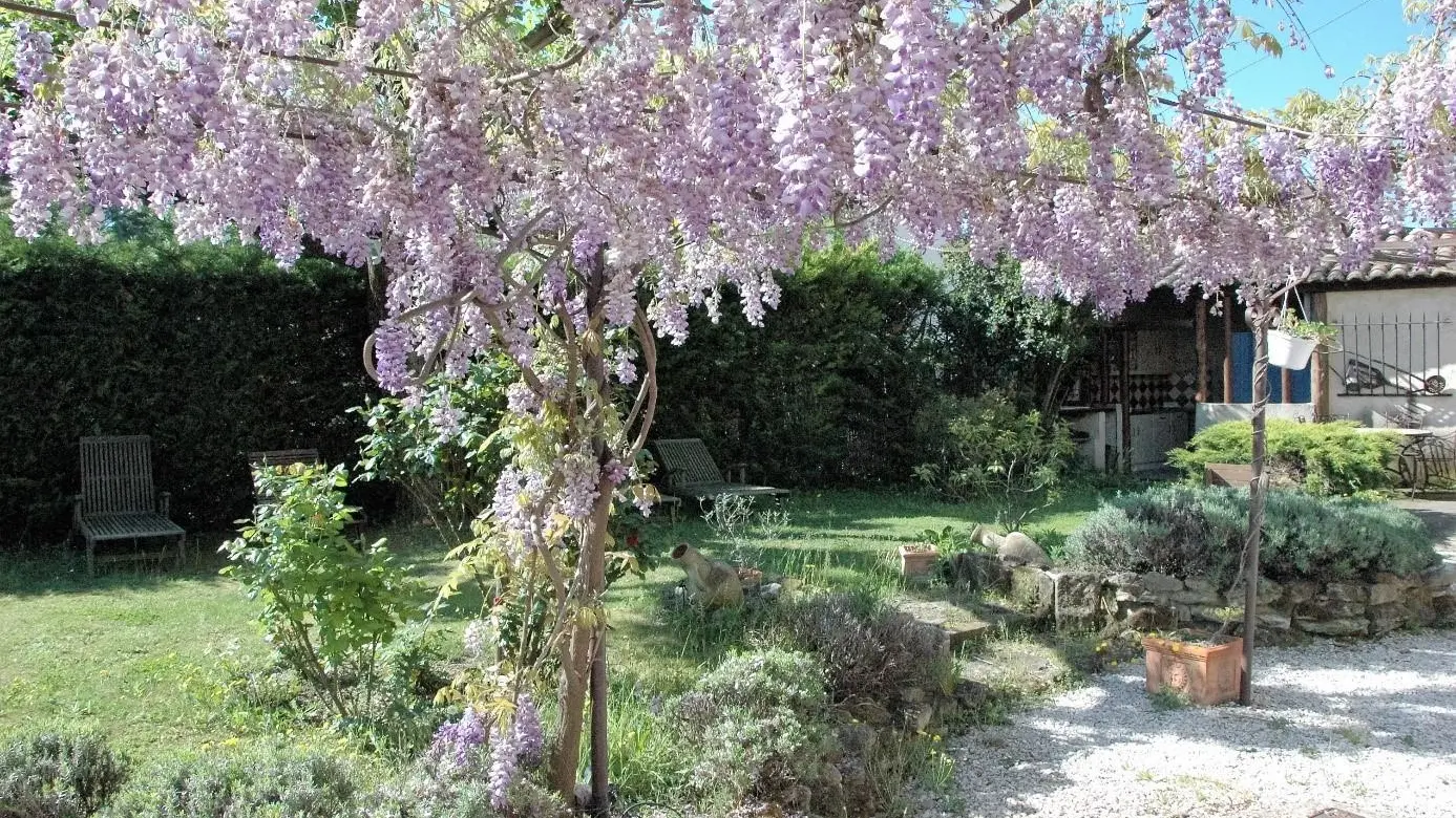 JARDIN ENTREE AVEC LES GLYGINES AU PRINTEMPS